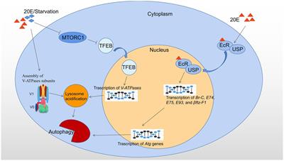 Transcription and Post-translational Regulation of Autophagy in Insects